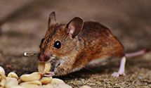 24 Hour & Emergency Exterminators in Huntingdon, PA